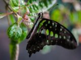 20140822-IMG 8622 : Butterfly Garden, Canada, The Butchard Garden, Vancouver Island