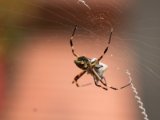 IMG 7384 : 2017, Argiope spider, Costa Rica, San José, spider