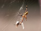 IMG 7387 : 2017, Argiope spider, Costa Rica, San José, spider