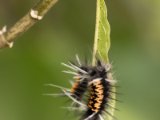 IMG 7518 : 2017, Animal, Costa Rica, Escazu, Euchaetes Egle caterpillar, Restaurant El Encante, caterpillar