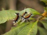 IMG 7521 : 2017, Animal, Costa Rica, Escazu, Euchaetes Egle caterpillar, Restaurant El Encante, caterpillar