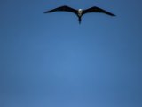 IMG 7686 : 2017, Animal, Costa Rica, Frigate bird, bird