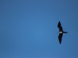 IMG 7704 : 2017, Animal, Costa Rica, Frigate bird, bird