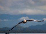 IMG 7716 : 2017, Animal, Costa Rica, Pelican, bird