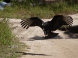 IMG 7770 : 2017, Animal, Costa Rica, Isla Chira, bird, black vulture