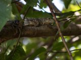 IMG 7780 : 2017, Animal, Costa Rica, Iguana, Isla Chira