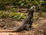 IMG 7786 : 2017, Animal, Costa Rica, Iguana, Isla Chira, black iguana
