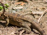 IMG 7798 : 2017, Animal, Costa Rica, Iguana, Isla Chira, black iguana