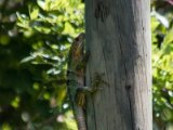 IMG 7813 : 2017, Animal, Costa Rica, Iguana, Isla Chira
