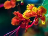 IMG 7829 : 2017, Costa Rica, Flower, Flowers & Plants, Isla Chira, Plant