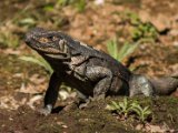 IMG 7877 : 2017, Animal, Costa Rica, Iguana, Isla Chira