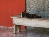 IMG 7890 : 2017, Animal, Cat, Costa Rica, Isla Chira