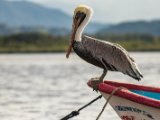 IMG 7913 : 2017, Animal, Costa Rica, Pelikan, bird