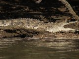 IMG 8019 : 2017, Animal, Costa Rica, Crocodile, Mangroven