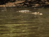 IMG 8025 : 2017, Animal, Costa Rica, Crocodile, Mangroven