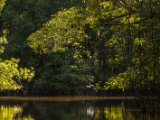 IMG 8076 : 2017, Costa Rica, Mangroven