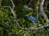 IMG 8091 : 2017, Animal, Blue Heron, Costa Rica, Mangroven, bird