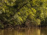 IMG 8098 : 2017, Costa Rica, Mangroven