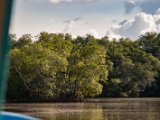 IMG 8112 : 2017, Costa Rica, Mangroven