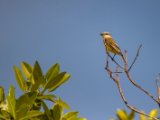 IMG 8125 : 2017, Animal, Costa Rica, Mangroven, bird