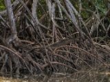 IMG 8134 : 2017, Costa Rica, Mangroven