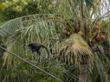 IMG 8194 : 2017, Animal, Costa Rica, howler monkey, monkey