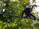 IMG 8201 : 2017, Animal, Costa Rica, howler monkey, monkey
