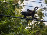 IMG 8205 : 2017, Animal, Costa Rica, howler monkey, monkey