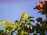 IMG 8918 : 2017, Animal, Costa Rica, Flowers & Plants, bird, colibri