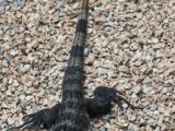 IMG 8927 : 2017, Animal, Costa Rica, Iguana, black iguana
