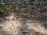IMG 8941 : 2017, Animal, Costa Rica, Inca Dove, bird