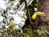 IMG 8959 : 2017, Animal, Costa Rica, Keel-billed Toucan, bird