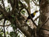 IMG 8964 : 2017, Animal, Chestnut-mandibled Toucan, Costa Rica, bird, toucan