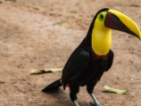 IMG 8982 : 2017, Animal, Chestnut-mandibled Toucan, Costa Rica, bird, toucan