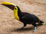 IMG 8984 : 2017, Animal, Chestnut-mandibled Toucan, Costa Rica, bird, toucan