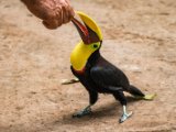 IMG 8986 : 2017, Animal, Chestnut-mandibled Toucan, Costa Rica, bird, toucan