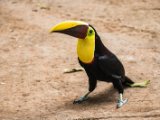 IMG 8987 : 2017, Animal, Chestnut-mandibled Toucan, Costa Rica, bird, toucan