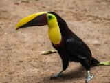 IMG 8988 : 2017, Animal, Chestnut-mandibled Toucan, Costa Rica, bird, toucan