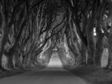IMG 5439 : 2016, Northern Ireland, The Dark Hedges