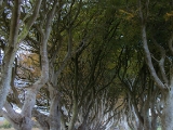 IMG 5441 : 2016, Northern Ireland, The Dark Hedges