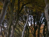 IMG 5465 : 2016, Northern Ireland, The Dark Hedges
