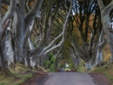 IMG 5461 : 2016, Northern Ireland, The Dark Hedges