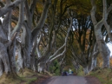 IMG 5462 : 2016, Northern Ireland, The Dark Hedges