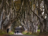 IMG 5476 : 2016, Northern Ireland, The Dark Hedges