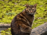 IMG 5601 : 2016, Cat, Northern Ireland