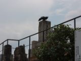 20130805-IMG 0774 : Japan, Kyoto, cemetary