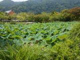 20130808-IMG 1617 : Arashiyama, Bamboo Grove, Japan, Kyoto, Shrine, Temple