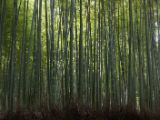 20130808-IMG 1653 : Arashiyama, Bamboo Grove, Japan, Kyoto, Shrine, Temple