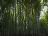 20130808-IMG 1654 : Arashiyama, Bamboo Grove, Japan, Kyoto, Shrine, Temple