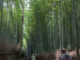 20130808-IMG 1656 : Arashiyama, Bamboo Grove, Japan, Kyoto, Shrine, Temple